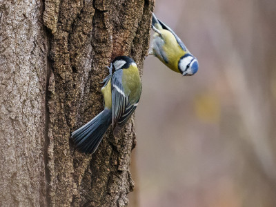 Cinciallegra (Parus major)