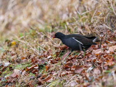 Gallinella d'acqua