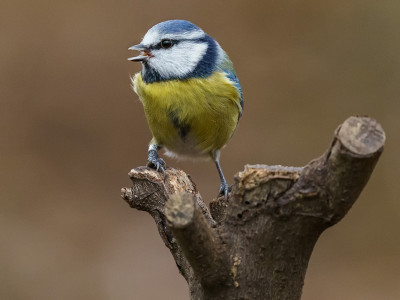 Cinciarella (Cyanistes caeruleus)