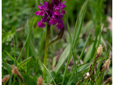 Fiori