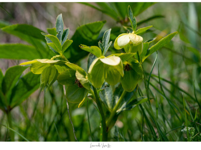 Fiori