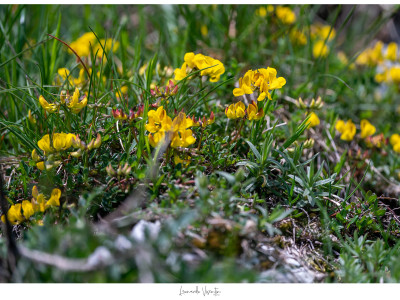 Fiori