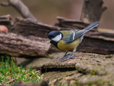 Cinciallegra (Parus major)