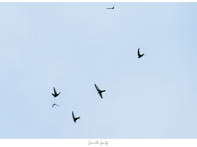 Rondoni comuni (Apus apus)