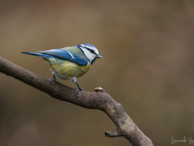 Cinciarella (Cyanistes caeruleus)