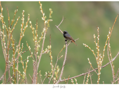 Codirosso spazzacamino