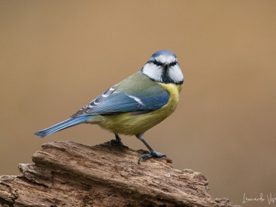 Cinciarella (Cyanistes caeruleus)
