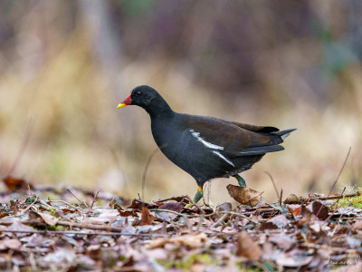 Gallinella d'acqua
