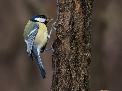 Cinciallegra (Parus major)