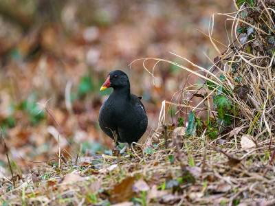 Gallinella d'acqua