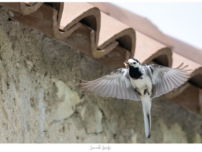 Ballerina bianca in volo