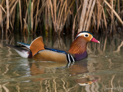 Anatra mandarina