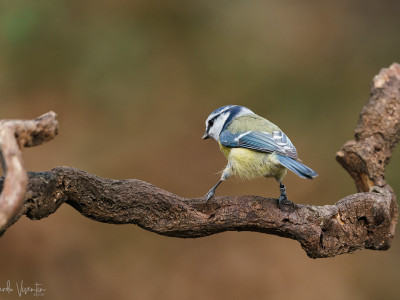 Cinciarella (Cyanistes caeruleus)