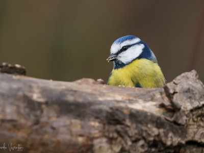 Cinciarella (Cyanistes caeruleus)