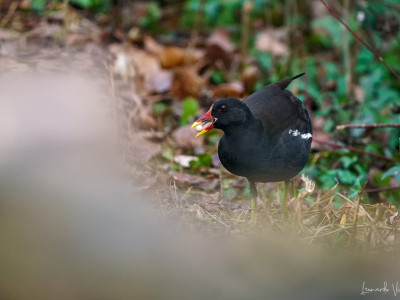 Gallinella d'acqua