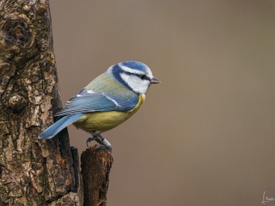 Cinciarella (Cyanistes caeruleus)