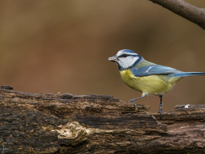 Cinciarella (Cyanistes caeruleus)