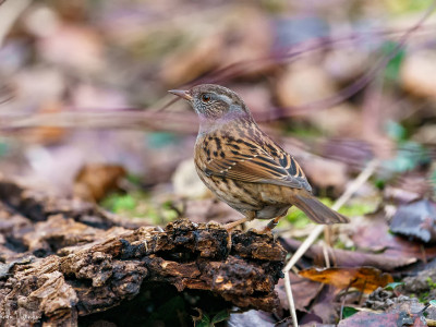 Passera scopaiola