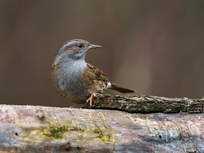 Passera scopaiola