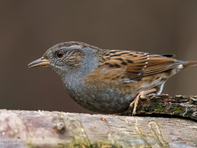 Passera scopaiola