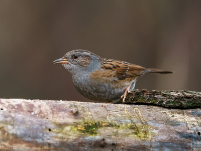 Passera scopaiola