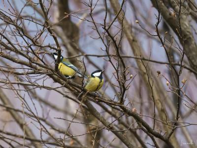 Cinciallegra (Parus major)