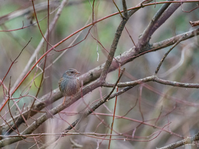 Passera scopaiola