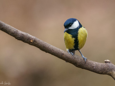 Cinciallegra (Parus major)