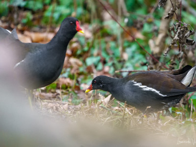 Gallinella d'acqua