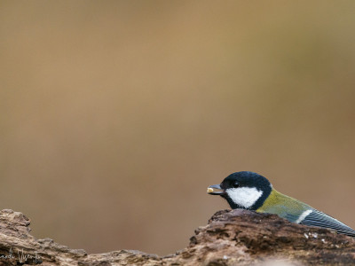 Cinciallegra (Parus major)