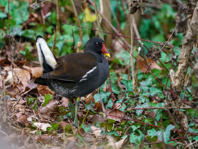 Gallinella d'acqua