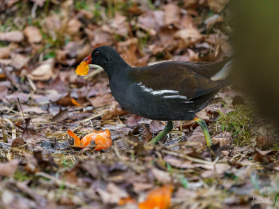 Gallinella d'acqua