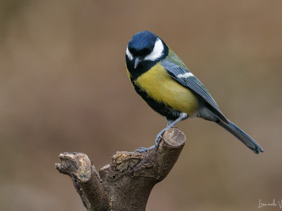 Cinciallegra (Parus major)