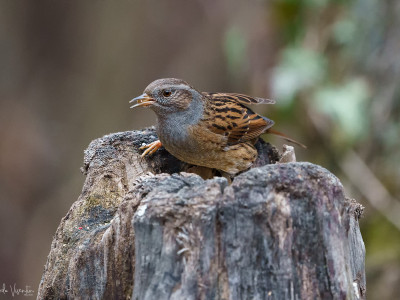 Passera scopaiola
