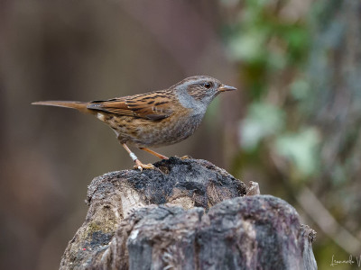 Passera scopaiola
