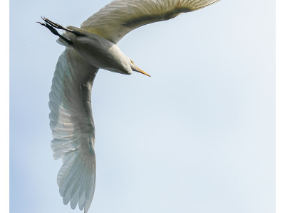 Airone guardabuoi