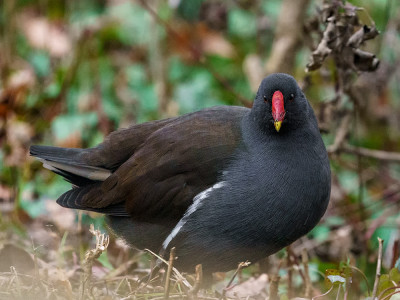 Gallinella d'acqua