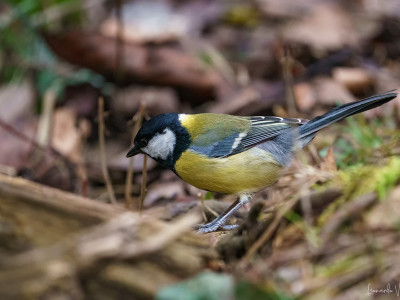 Cinciallegra (Parus major)