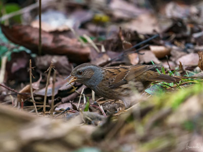 Passera scopaiola