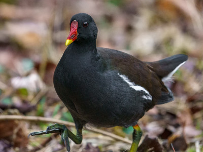Gallinella d'acqua
