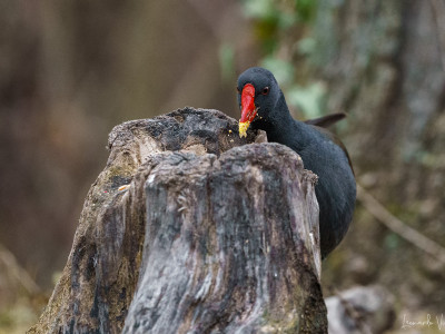 Gallinella d'acqua