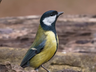 Cinciallegra (Parus major)