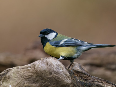 Cinciallegra (Parus major)