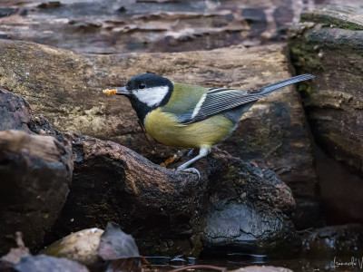 Cinciallegra (Parus major)