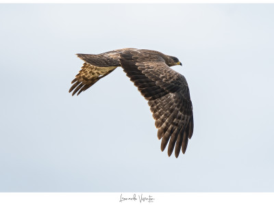 Falco pecchiaiolo juv