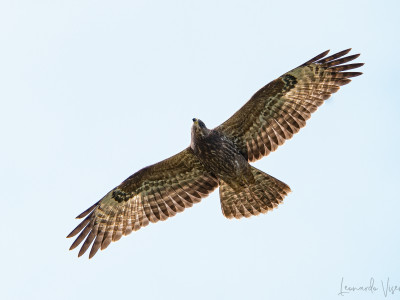 Falco pecchiaiolo juv