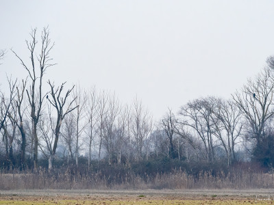 Aquila anatraia maggiore e Poiana