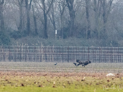 Aquila anatraia maggiore