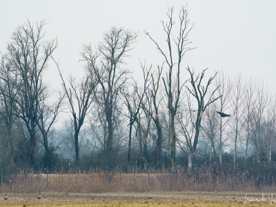 Aquila anatraia maggiore