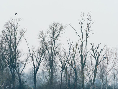 Aquila anatraia maggiore